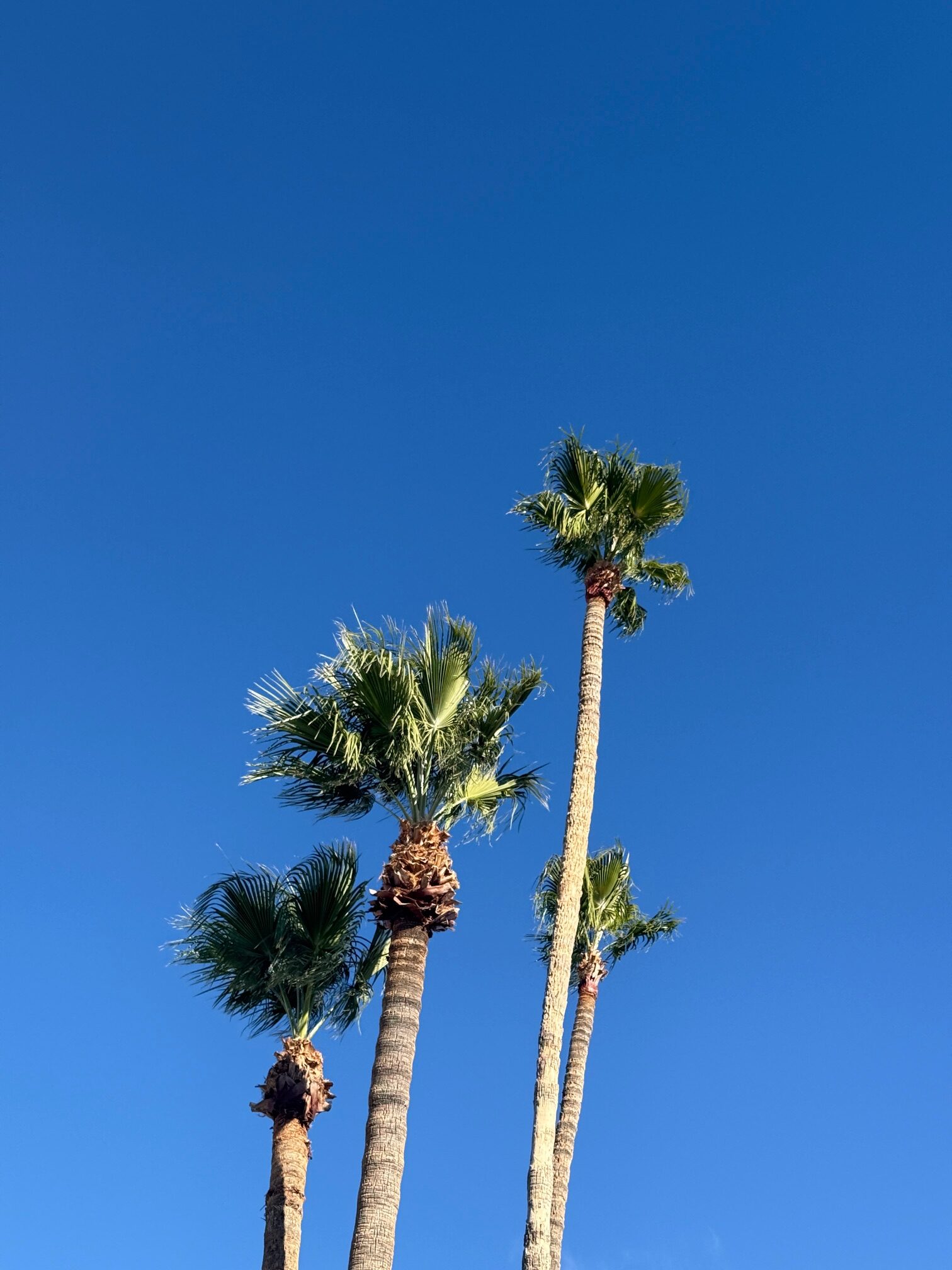 ByKwest Tropical Picture of Palm Trees shot by Kira